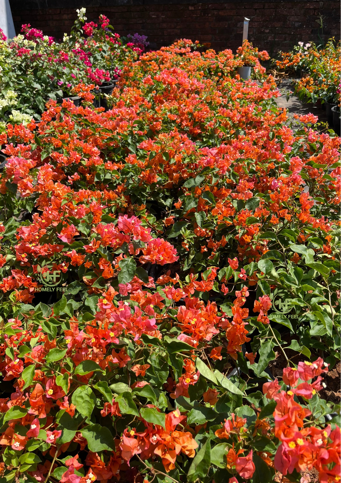 Bougainvillea Chilli Orange Hybrid