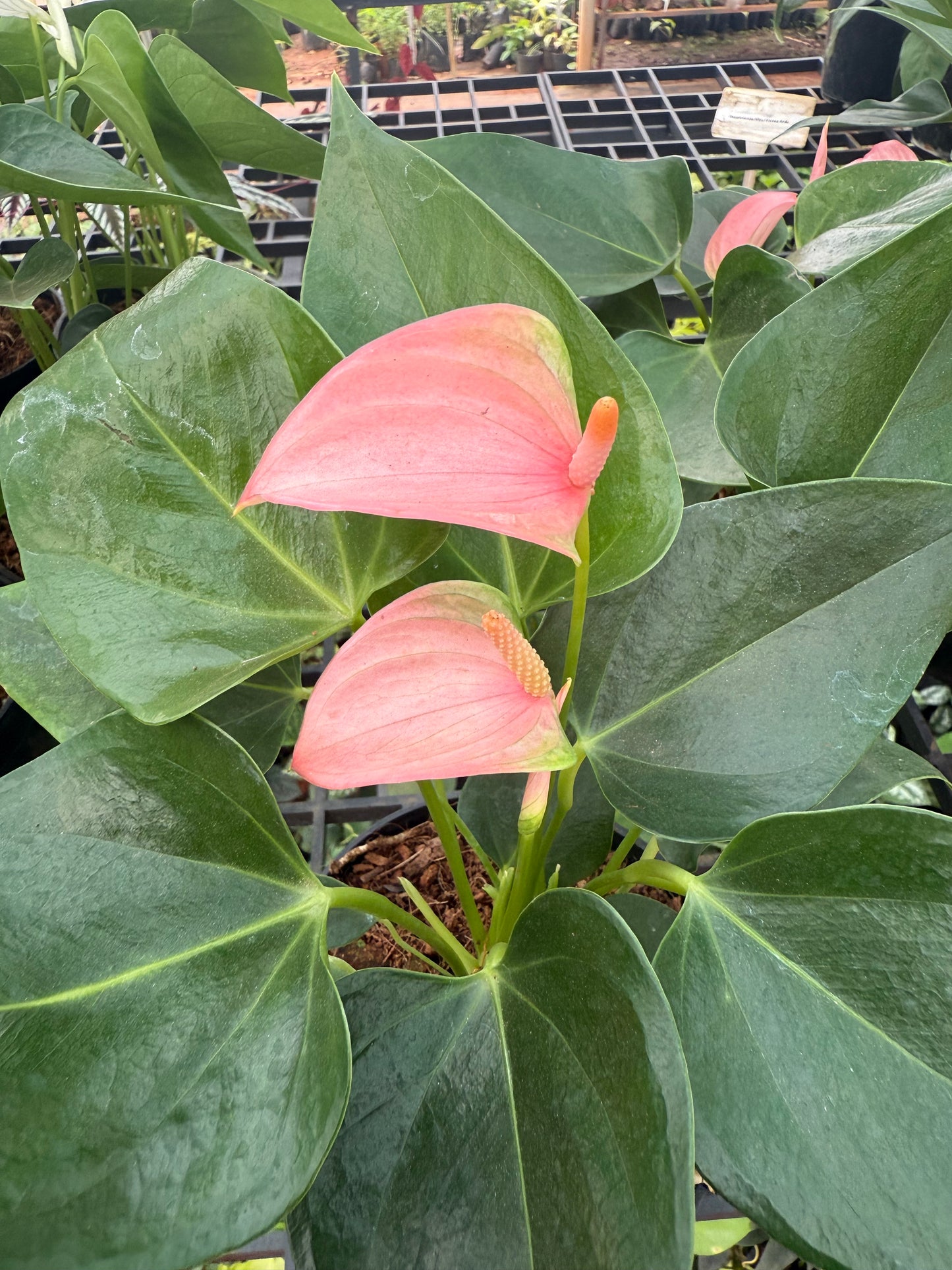 Anthurium light pink