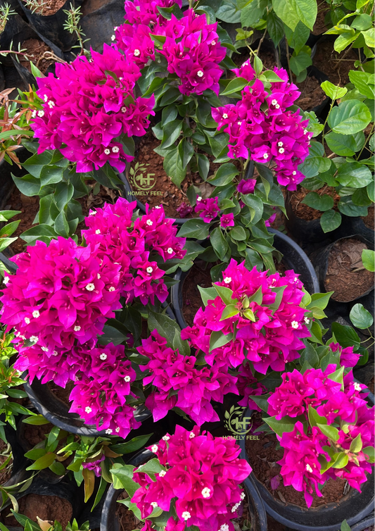 Bougainvillea Pink Beauty Hybrid