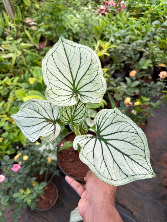 Caladium C06