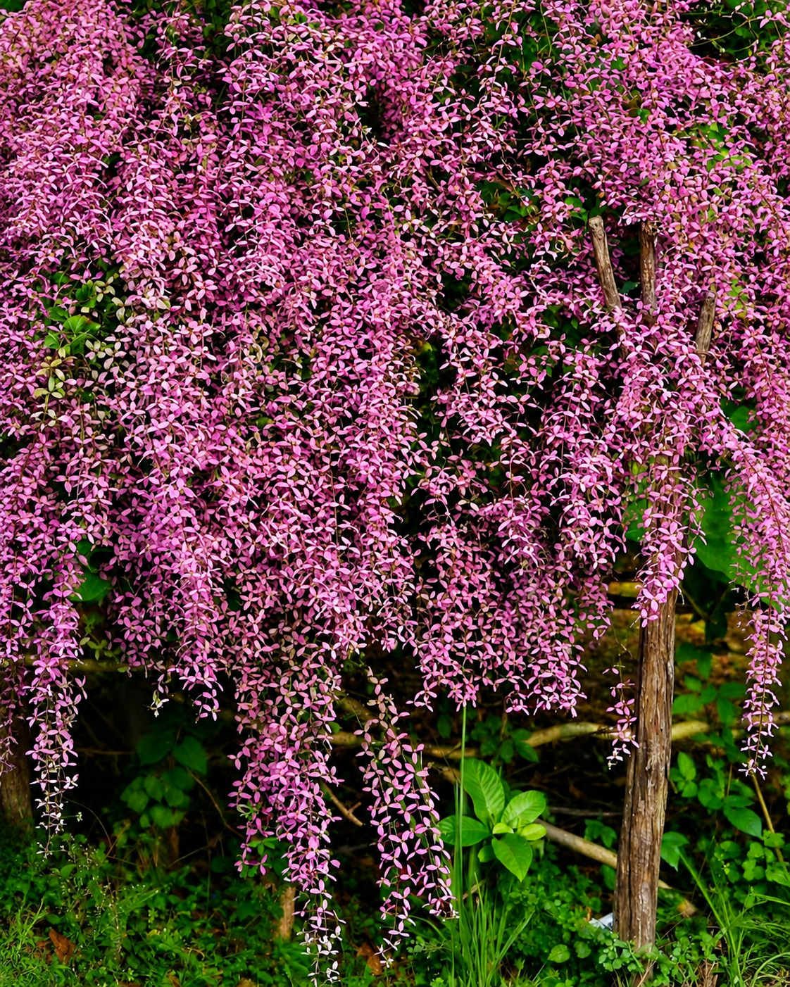 Congea(Shower Orchid) (2 Plants combo)