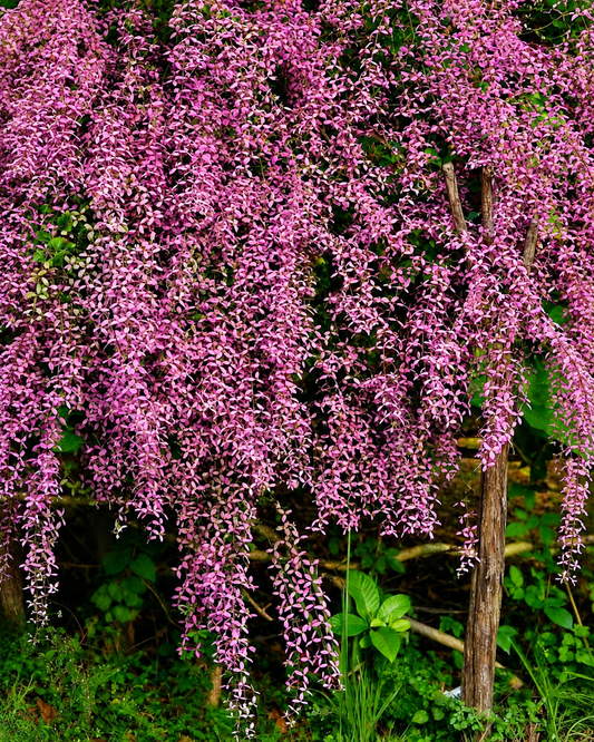 Congea(Shower Orchid) (2 Plants combo)