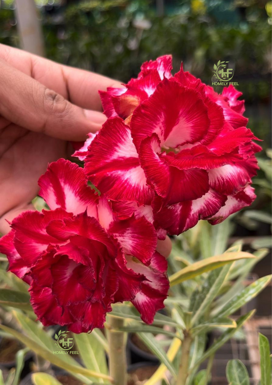 Adenium HA54