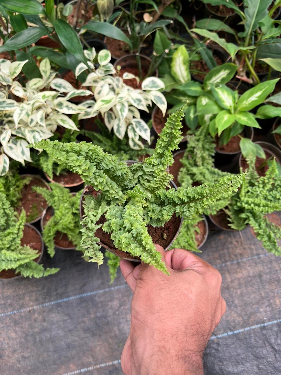 Fluffy Ruffle Fern