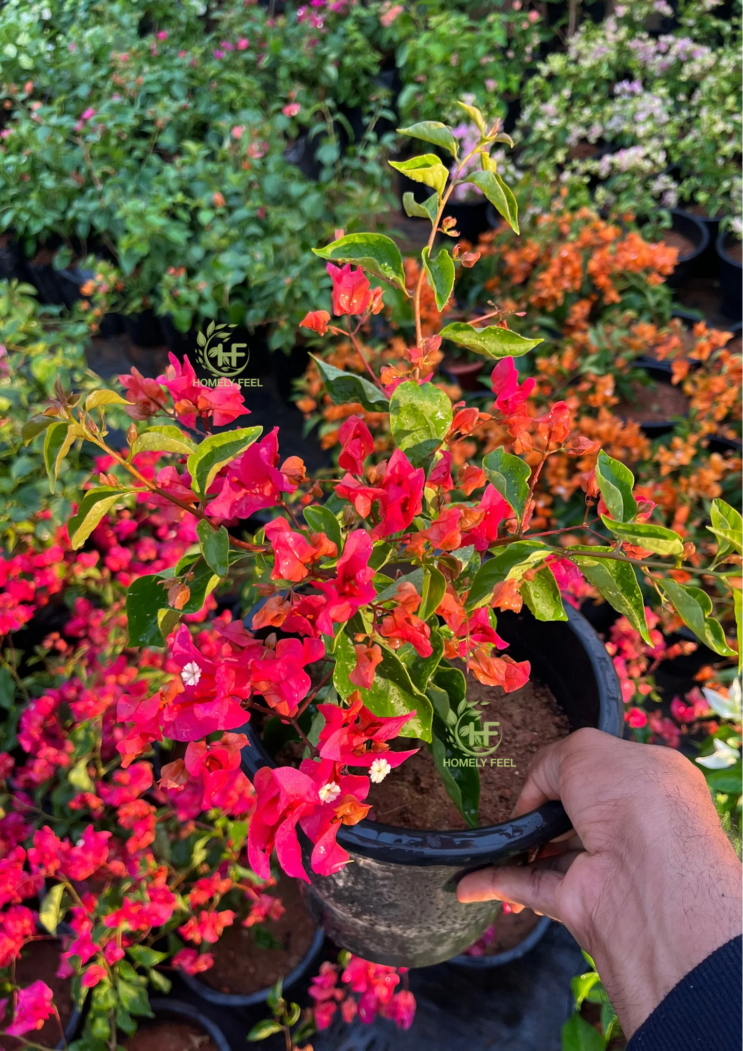 Bougainvillea Chilli Red Hybrid