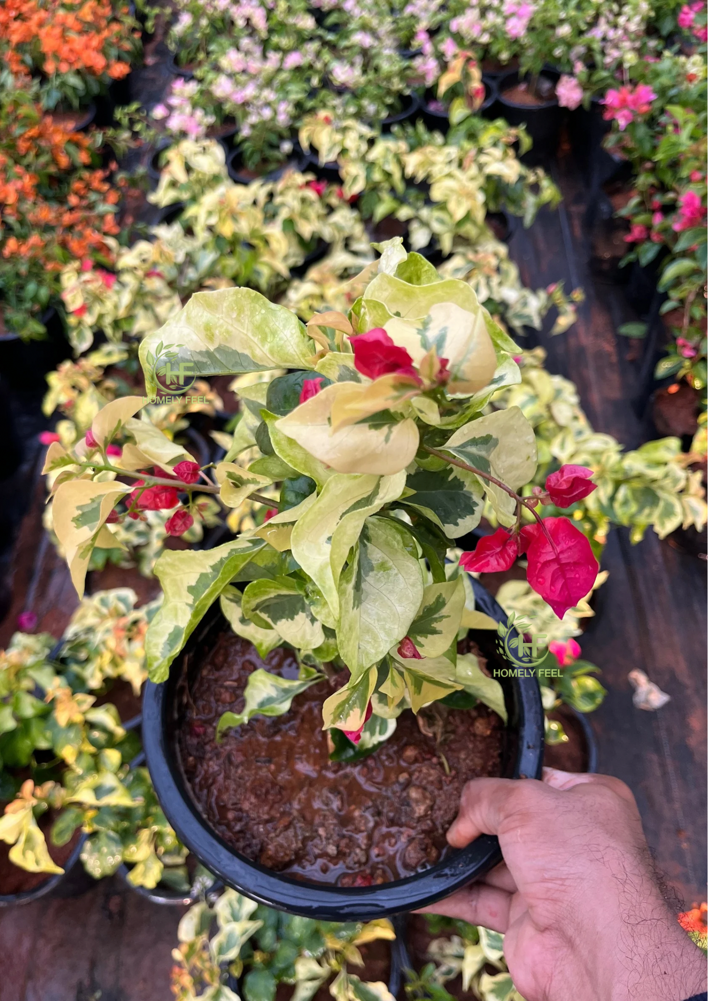 Bougainvillea Dolphin Red Hybrid