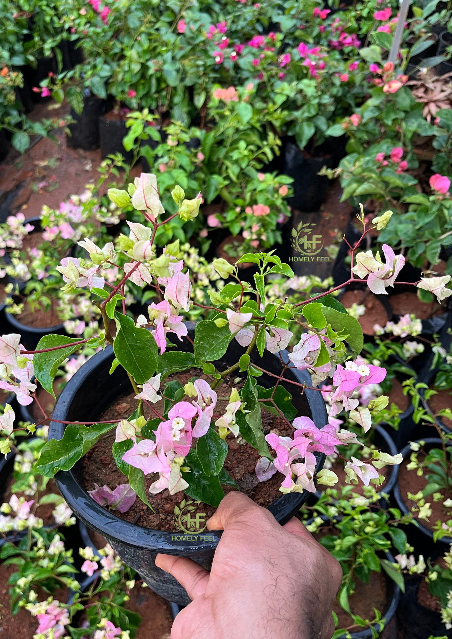 Bougainvillea Chilli Ice cream Hybrid