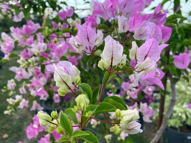 Bougainvillea Chilli Ice cream Hybrid