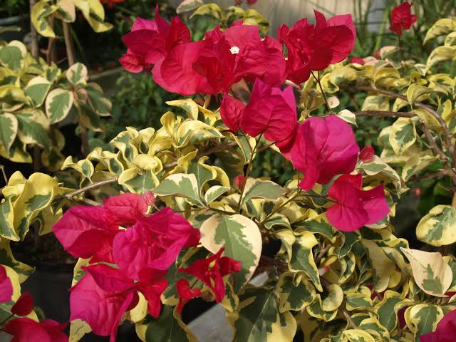 Bougainvillea Dolphin Red Hybrid