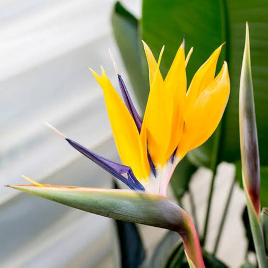 Bird of Paradise Yellow