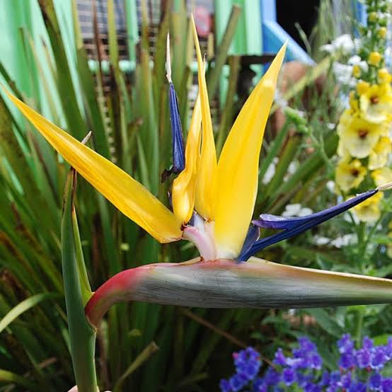 Bird of Paradise Yellow