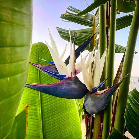 Bird of Paradise white