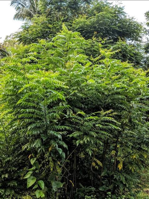 Curry Leaf Plant