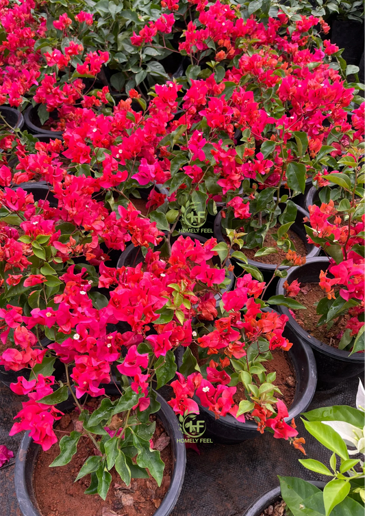 Bougainvillea Chilli Red Hybrid