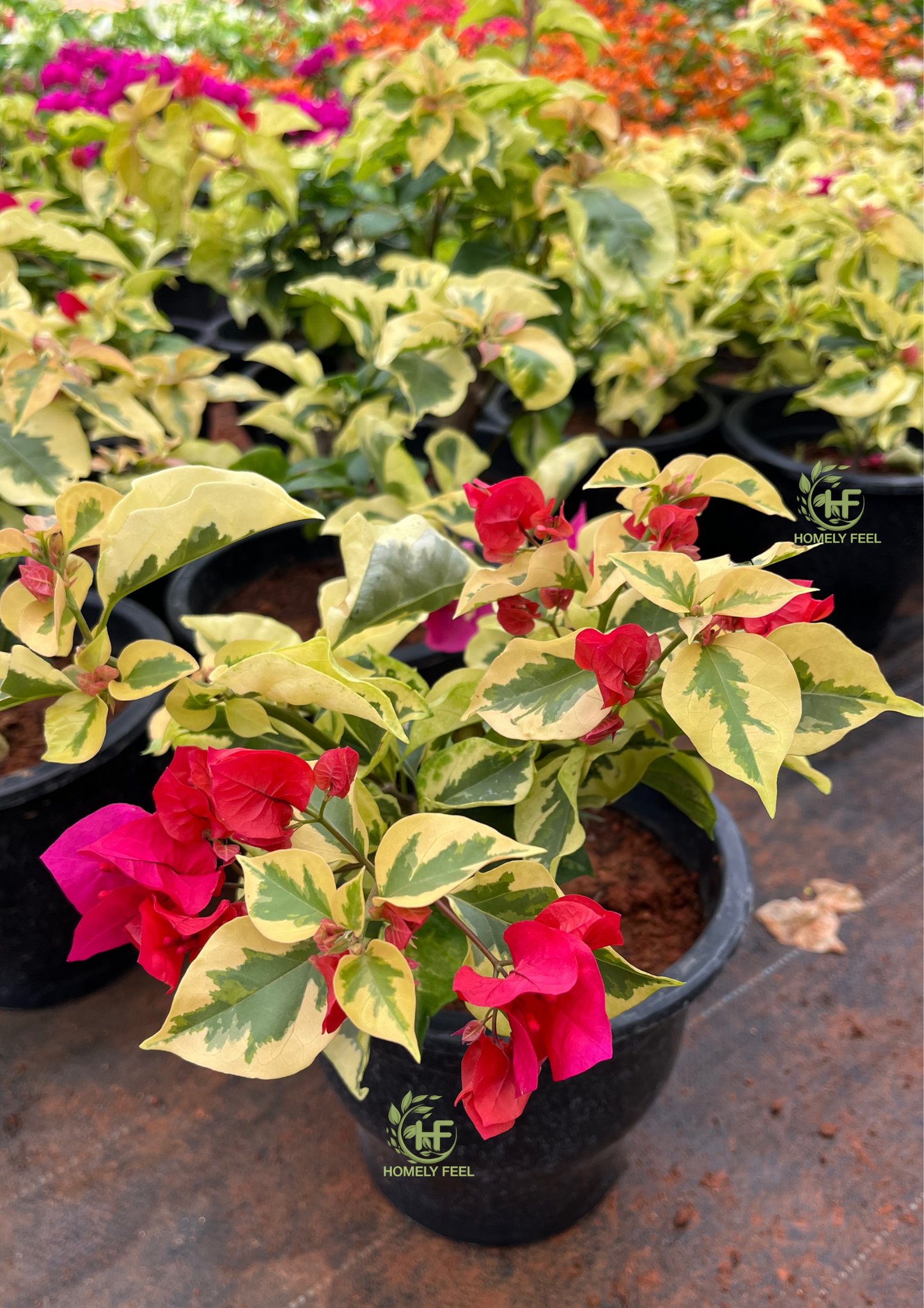 Bougainvillea Dolphin Red Hybrid