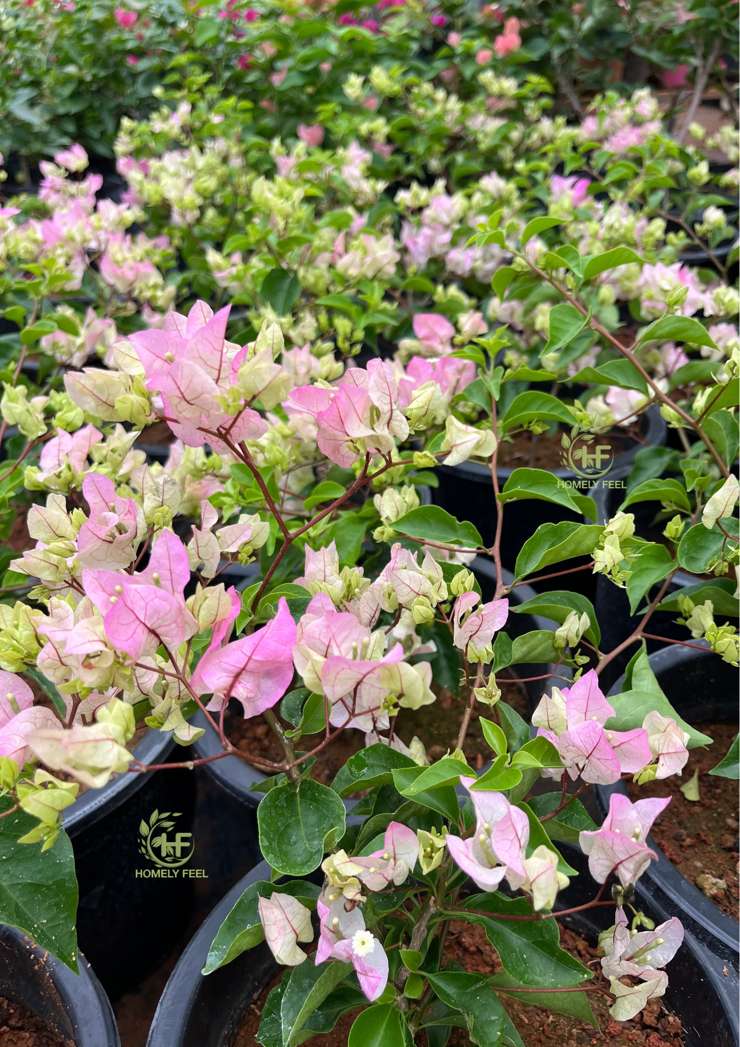 Bougainvillea Chilli Ice cream Hybrid