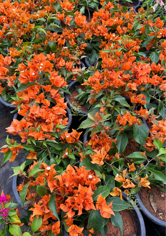 Bougainvillea Fire Opal Hybrid