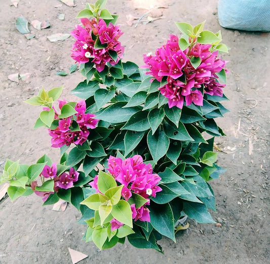 Bougainvillea Glabra Pink Pixie