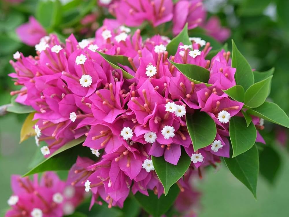 Bougainvillea Glabra Pink Pixie