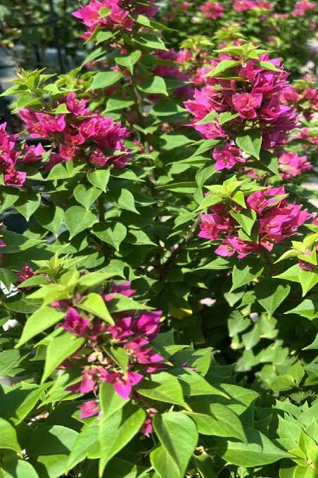 Bougainvillea Glabra Pink Pixie