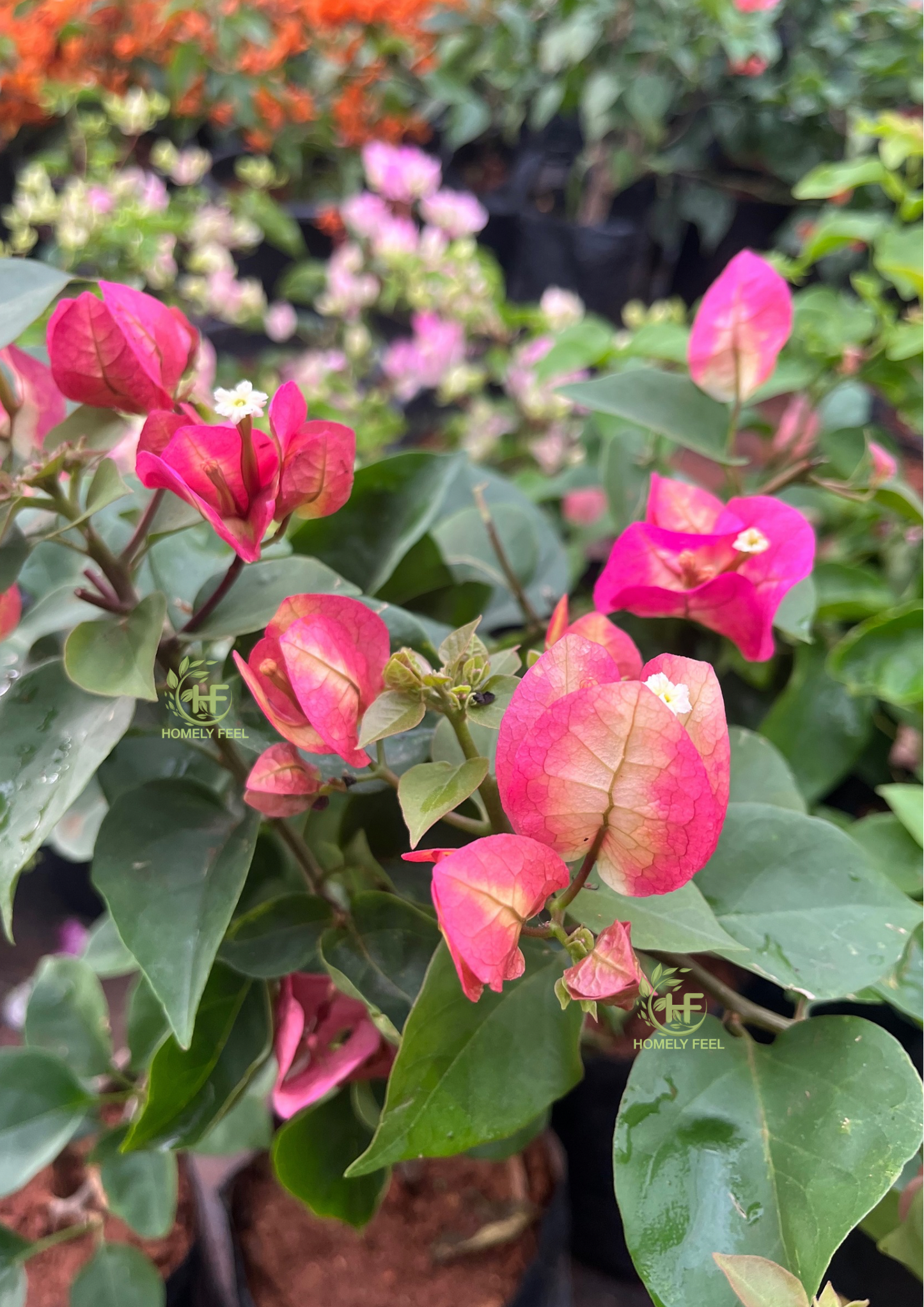 Bougainvillea Chitra