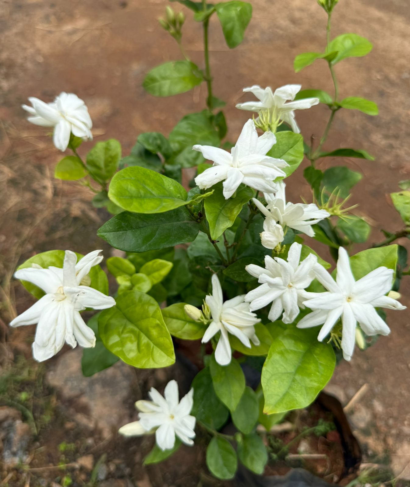 Rameshwaram Malli(Double layer Big Flower Jasmine)