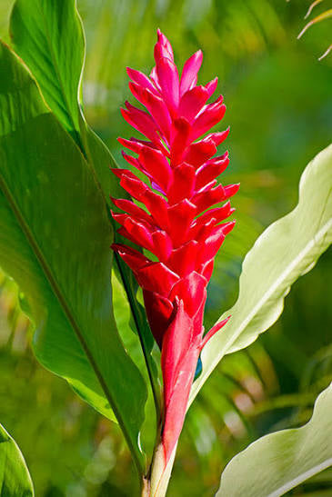 Red Ginger (Alpinia Purpurata)