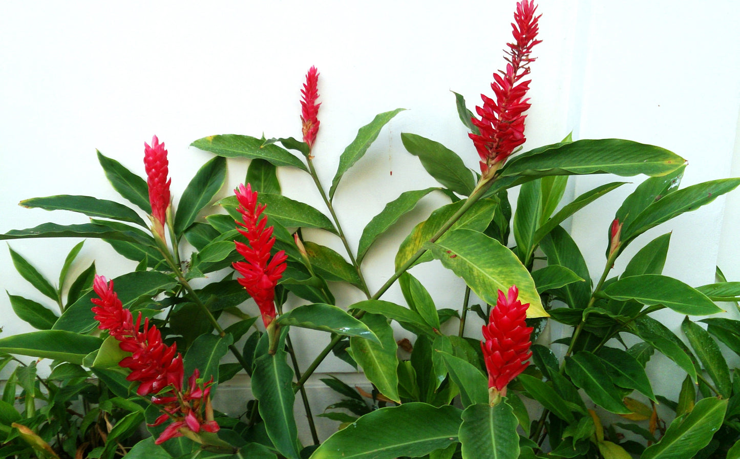 Red Ginger (Alpinia Purpurata)