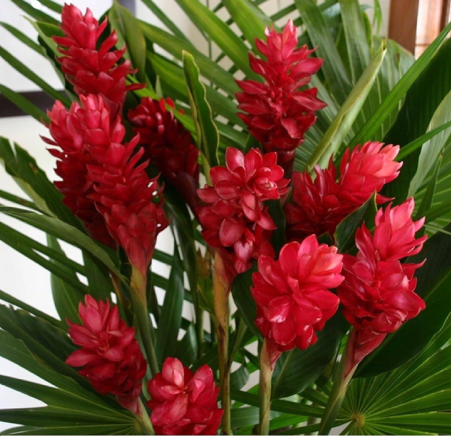 Red Ginger (Alpinia Purpurata)