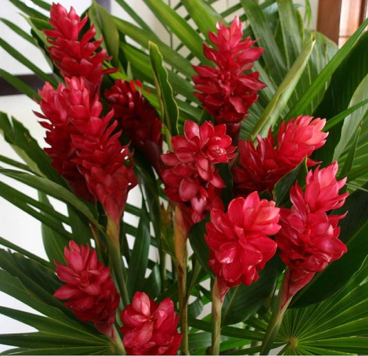 Red Ginger (Alpinia Purpurata)