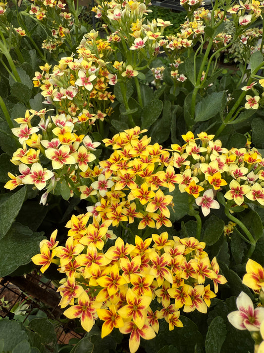 Kalanchoe Double Colour