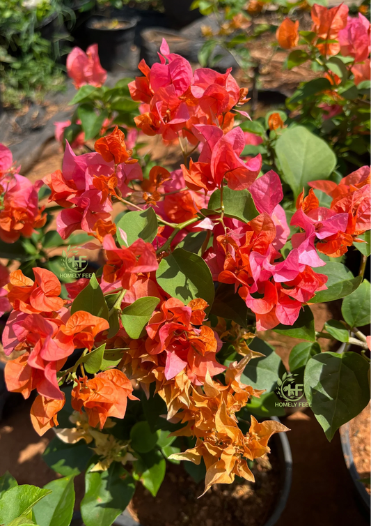 Bougainvillea Orange with a Pink shade