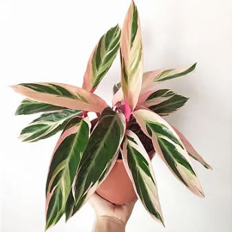 Maranta Triostar