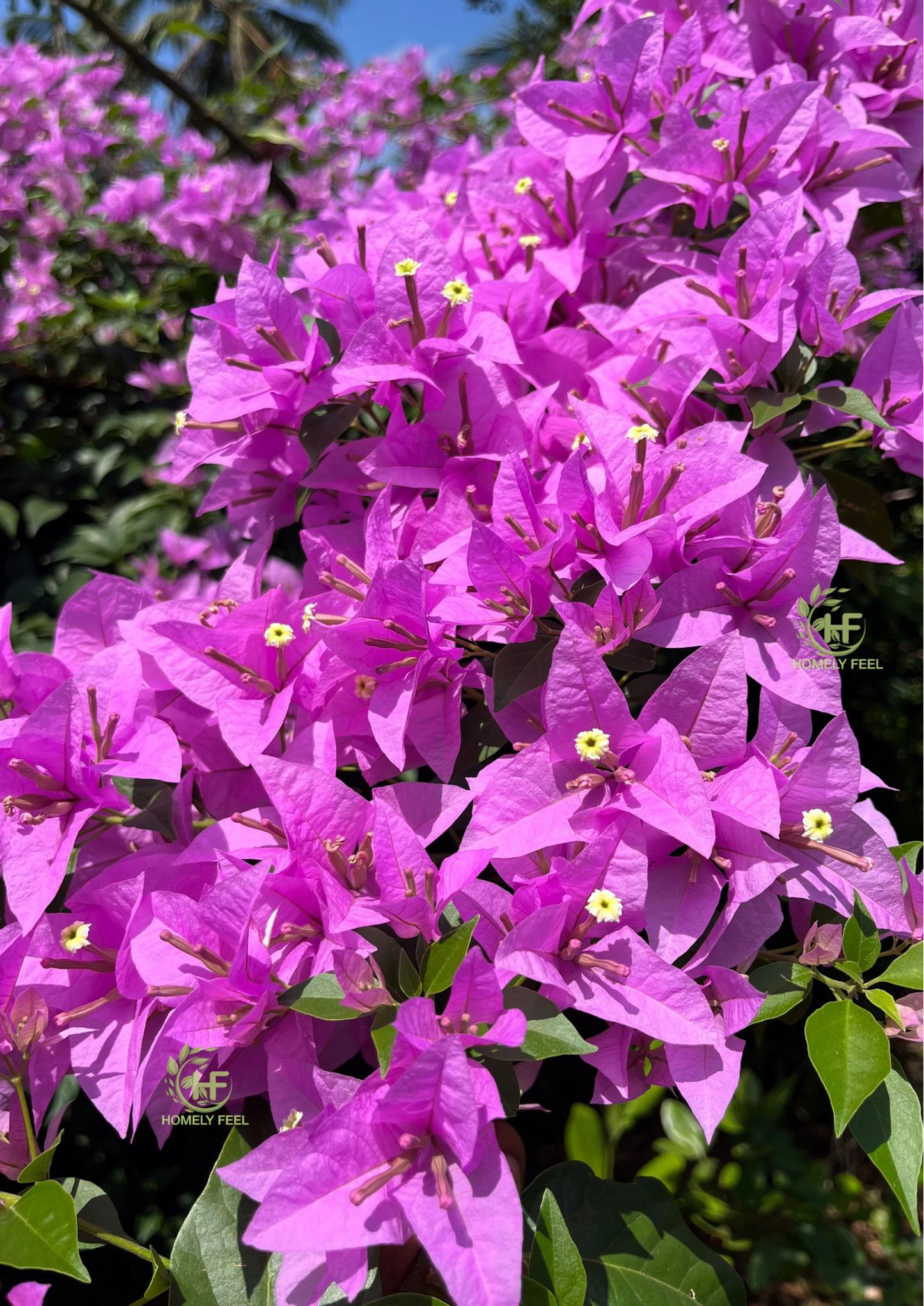 Bougainvillea Lavender