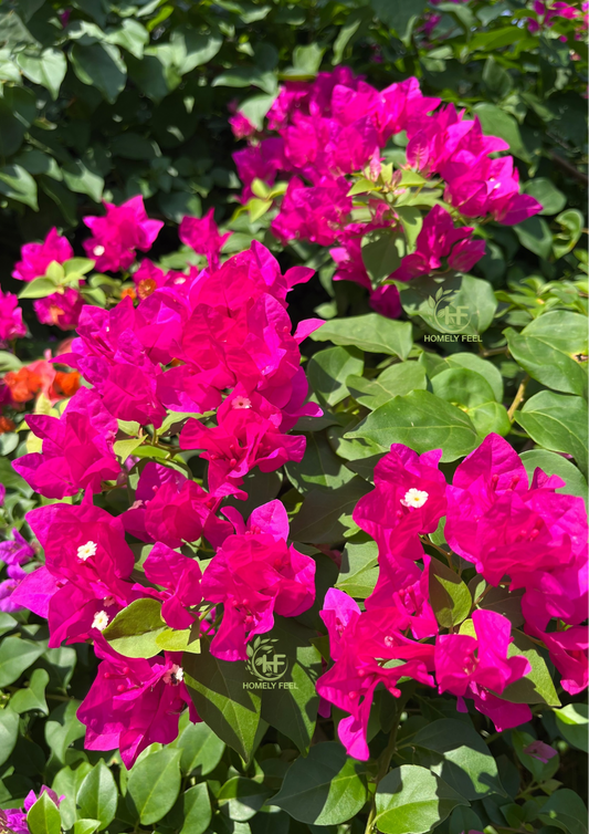 Bougainvillea Pink