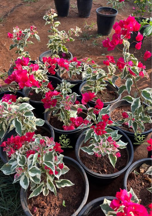 Bougainvillea Dr Rao Red