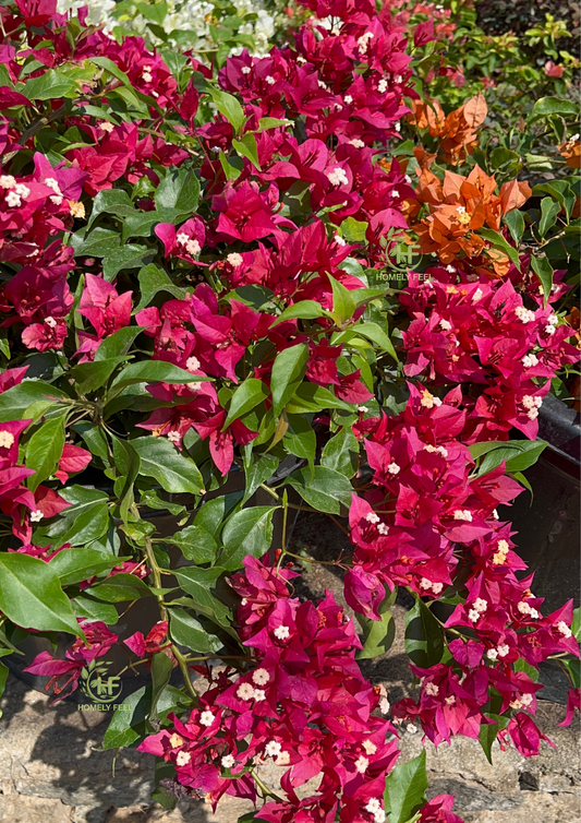 Bougainvillea Ruby Red Hybrid