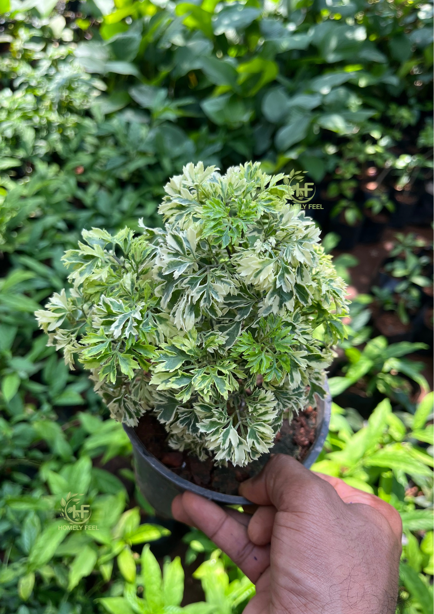 Ball Aralia Variegated