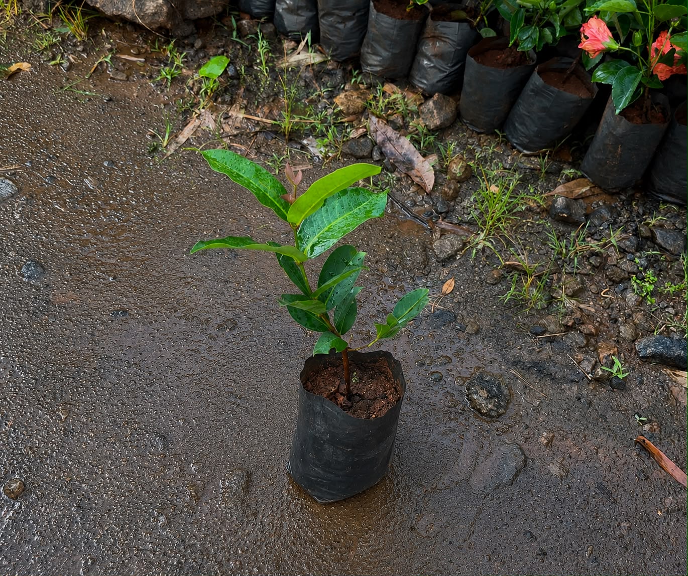 Water Apple Green(Layered Plant)