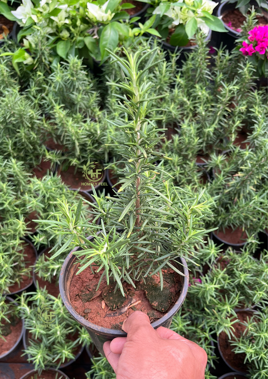 Rosemary