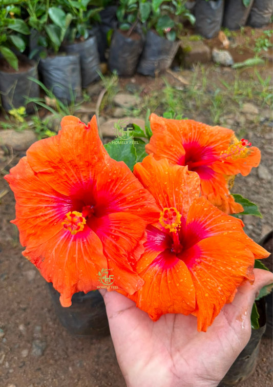 Hibiscus Hybrid Code 01
