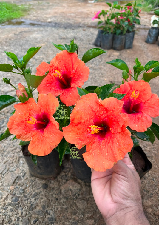 Hibiscus Hybrid Code 02