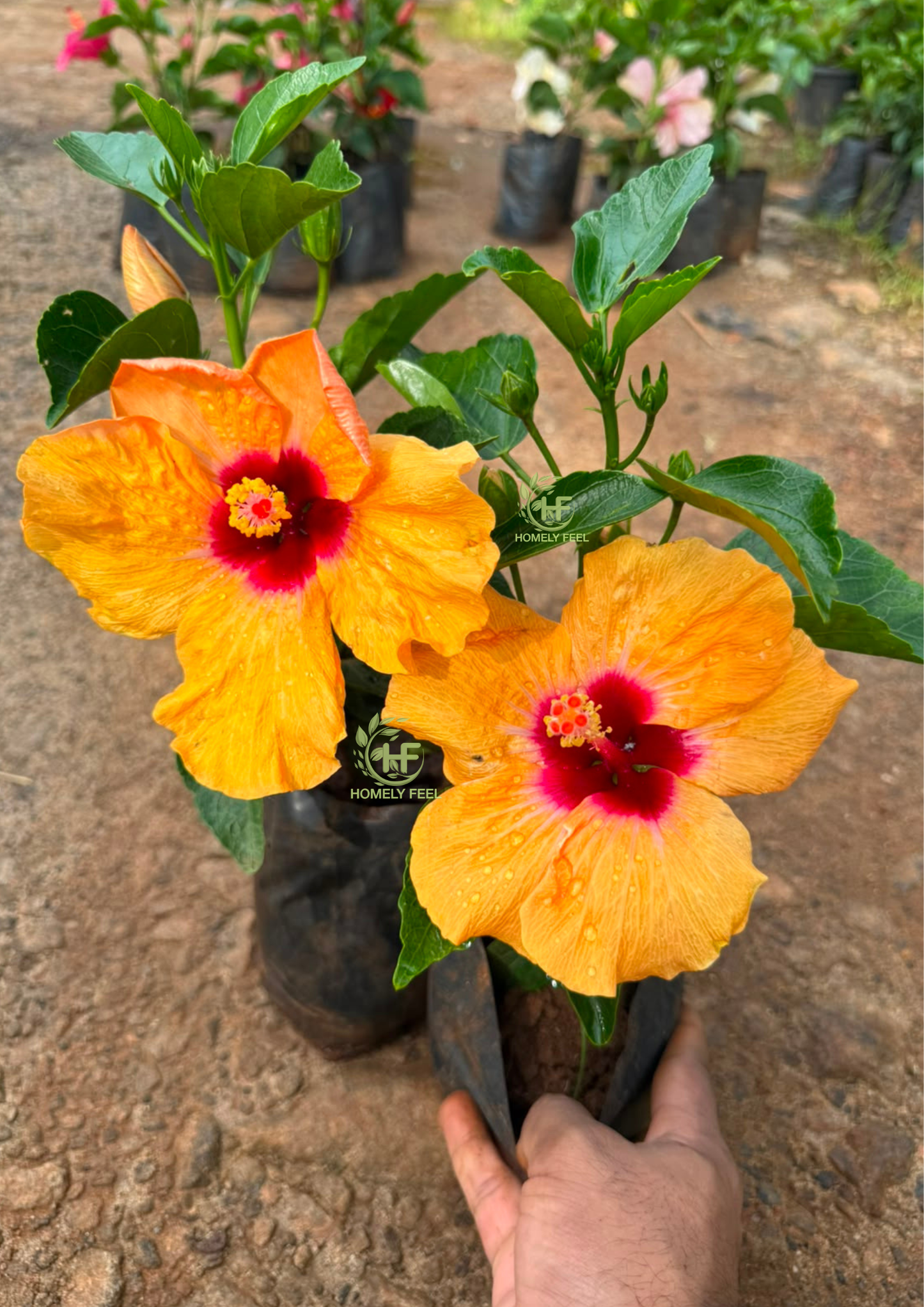 Hibiscus Hybrid Code 03