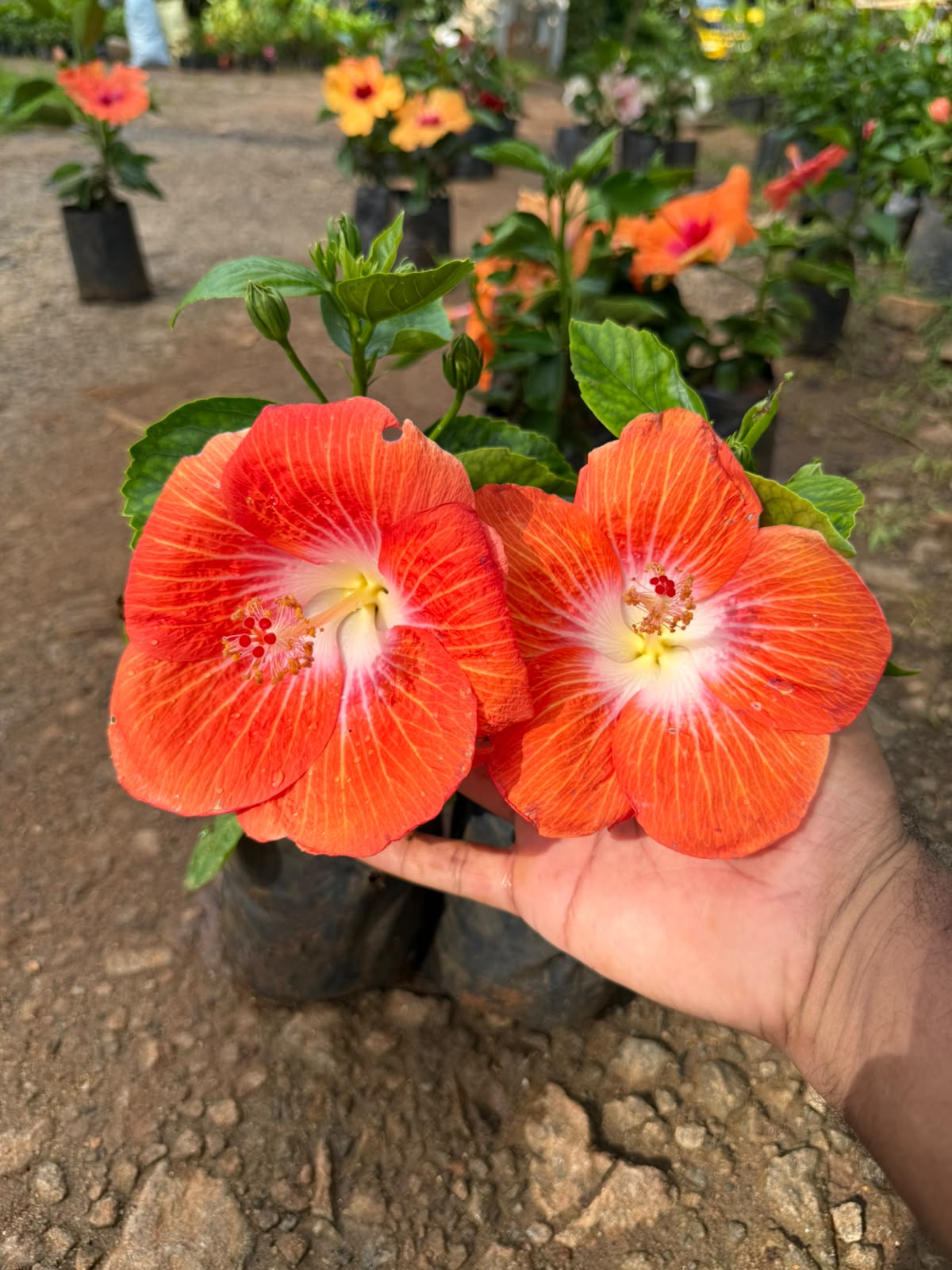 Hibiscus Hybrid Code 05