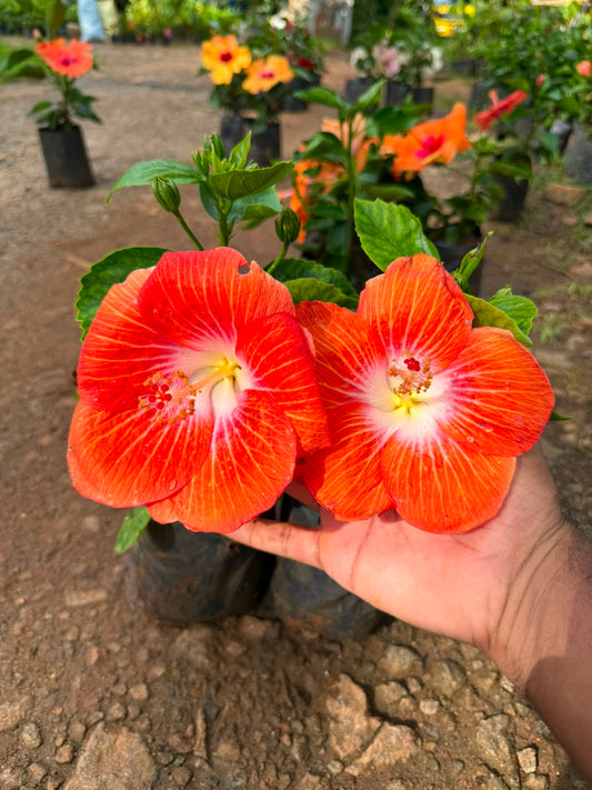Hibiscus Hybrid Code 05