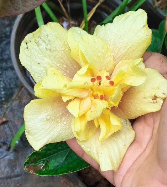 Hibiscus Hybrid Code 06