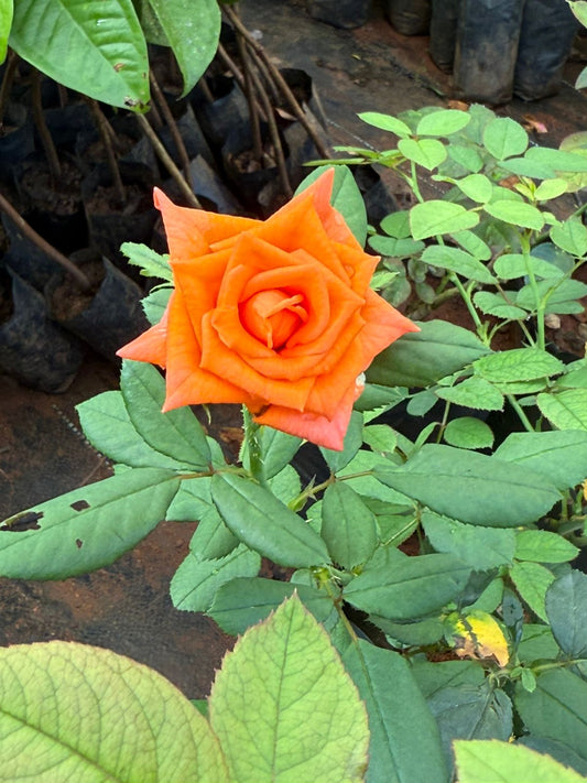 Orange Rose
