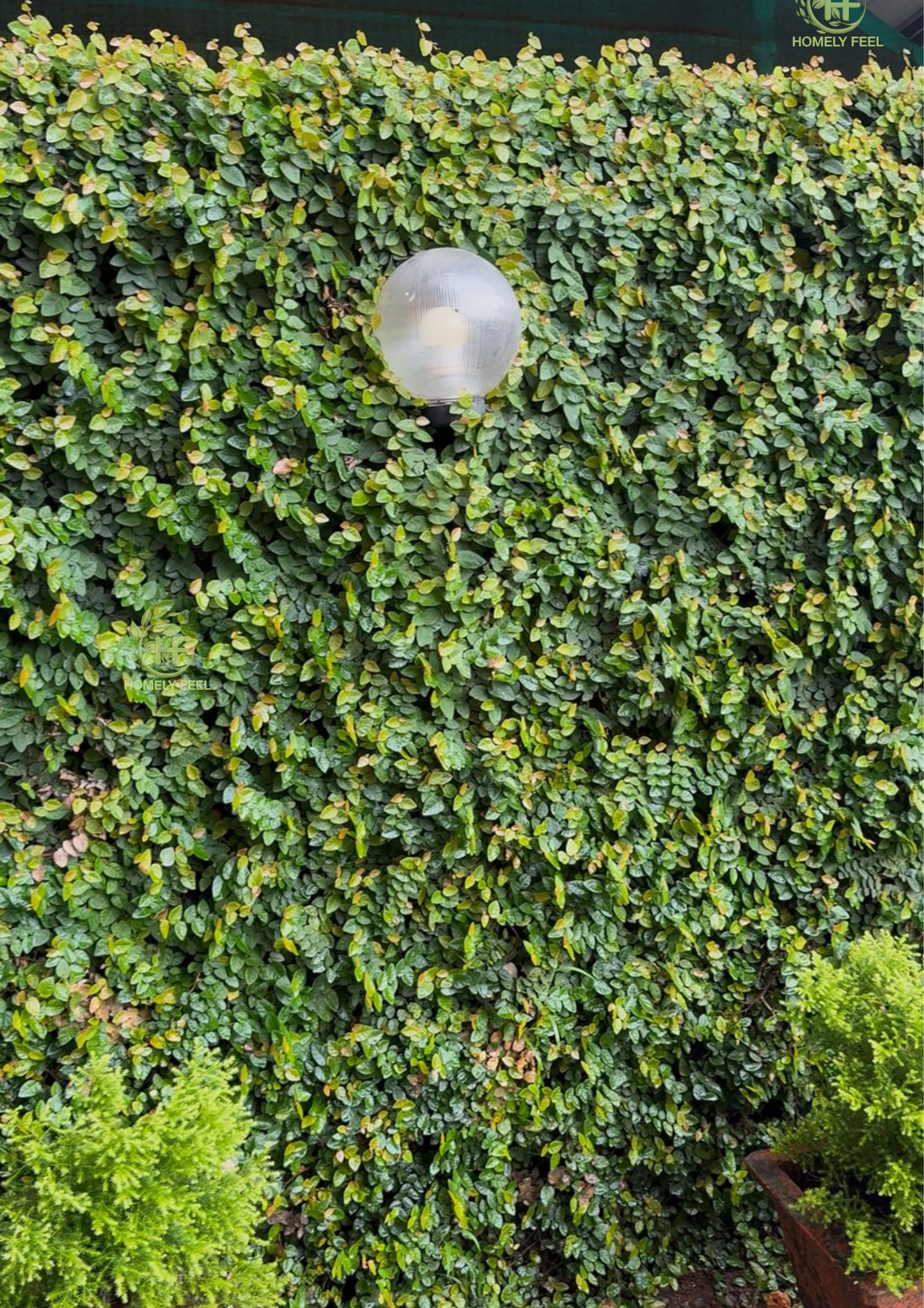 Creeping Fig combo (3 plants)