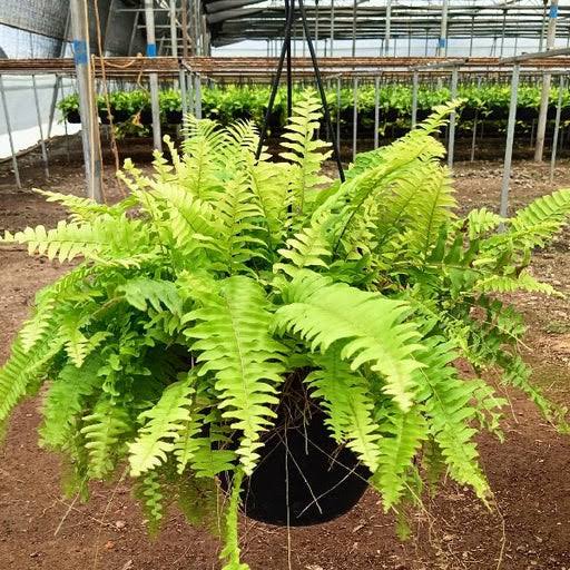 Golden Fern