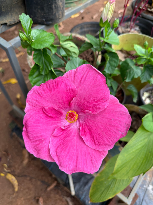 Hibiscus Dark Pink Hybrid
